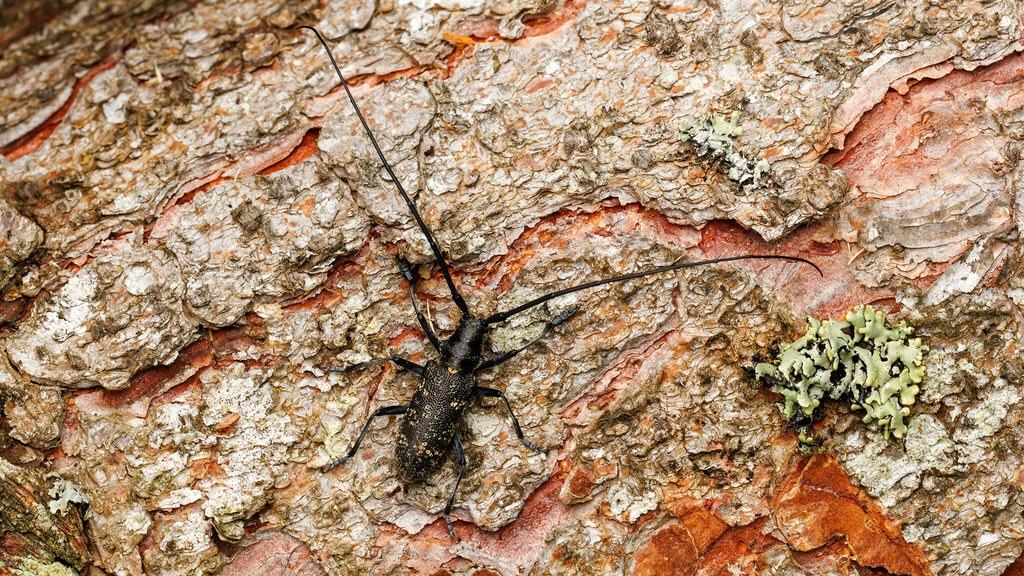 Cerambycidae Monochamus sutor