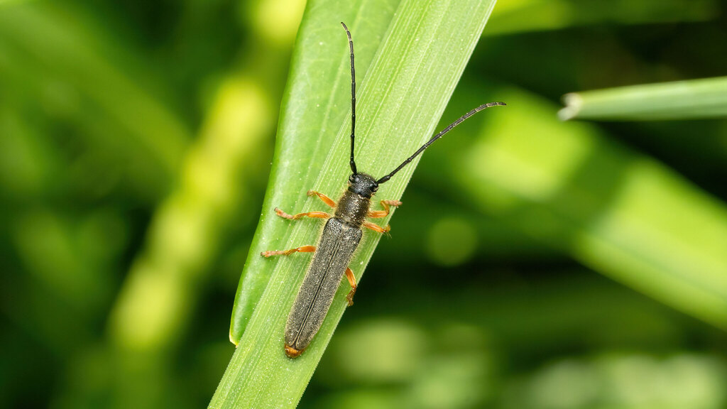 Cerambycidae Oberea histrionis