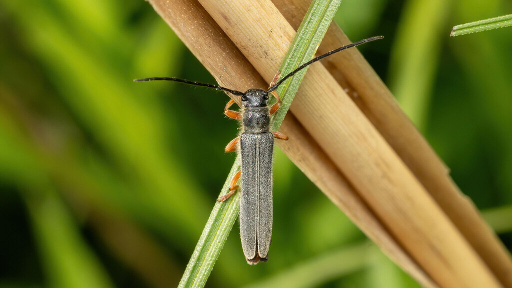 Cerambycidae Oberea histrionis
