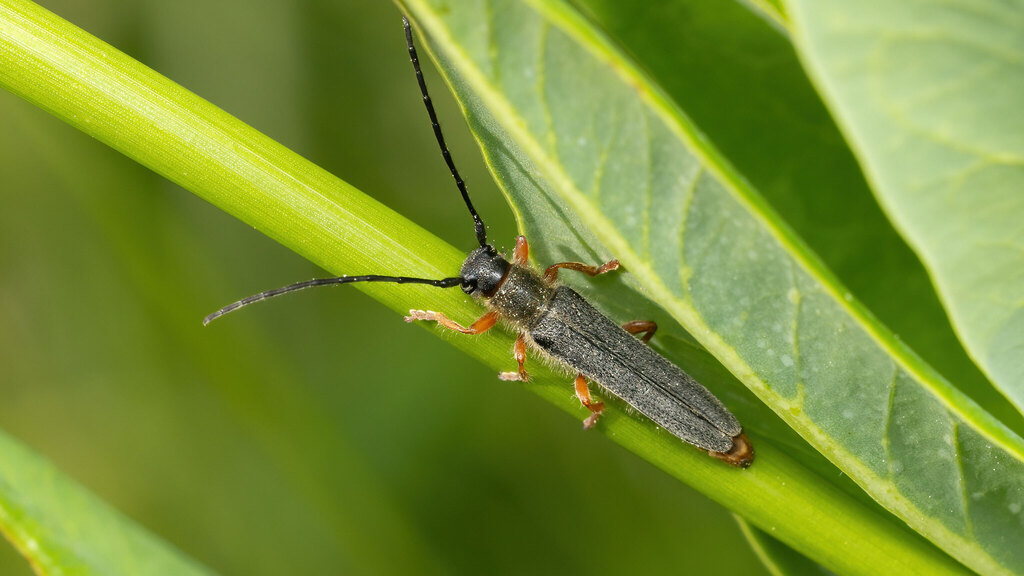 Cerambycidae Oberea histrionis