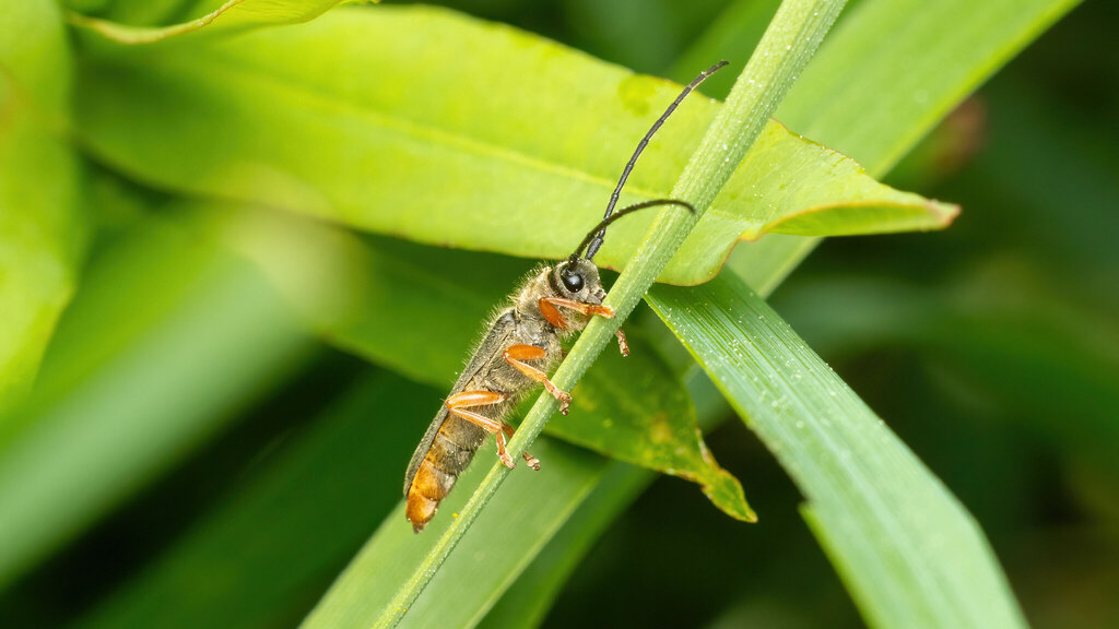Cerambycidae Oberea histrionis