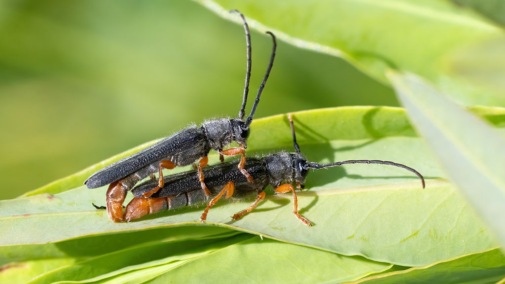 Cerambycidae Oberea histrionis