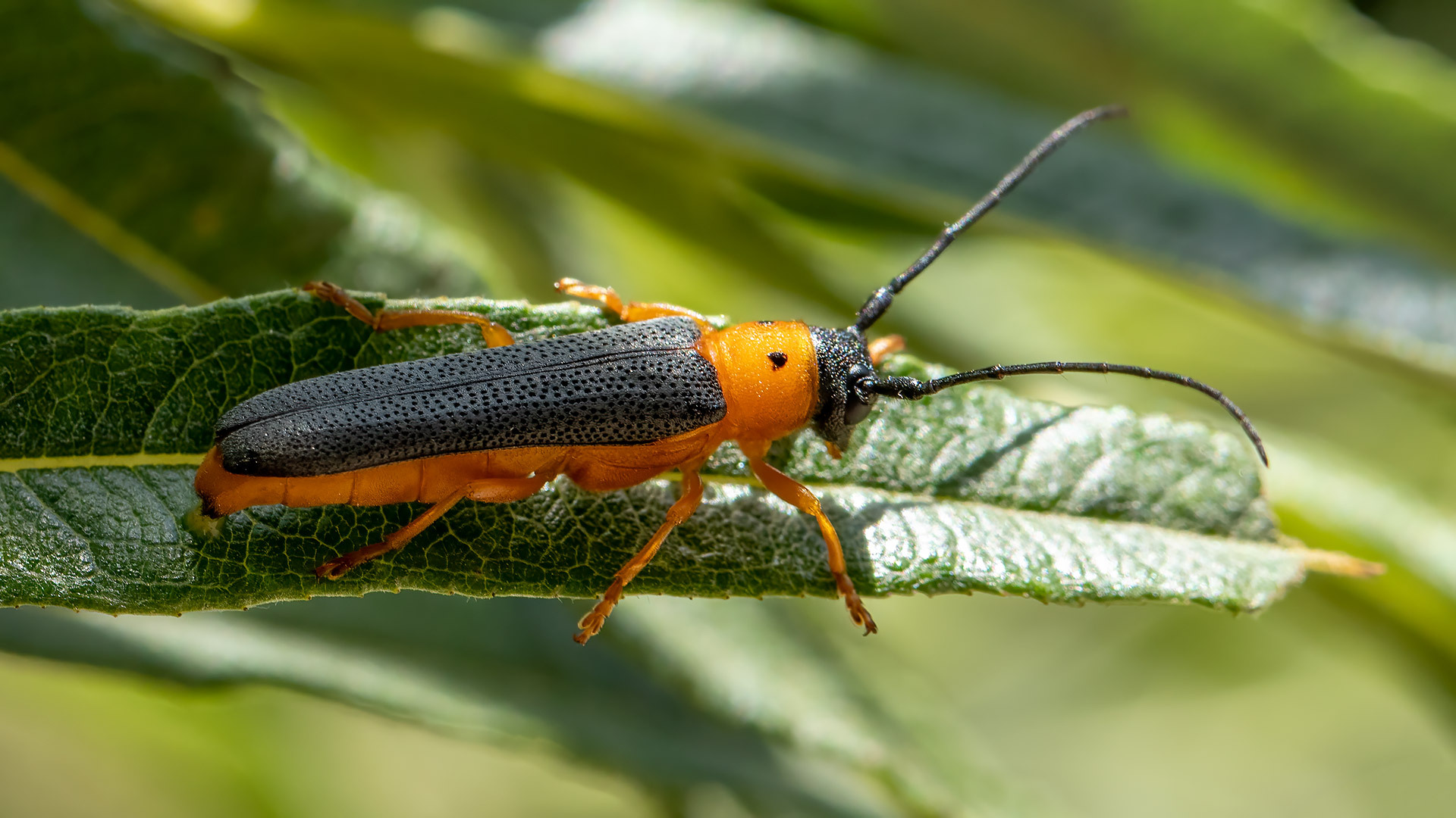Cerambycidae Oberea oculata