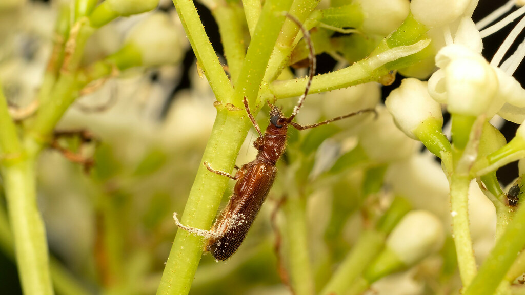 Cerambycidae Obrium brunneum