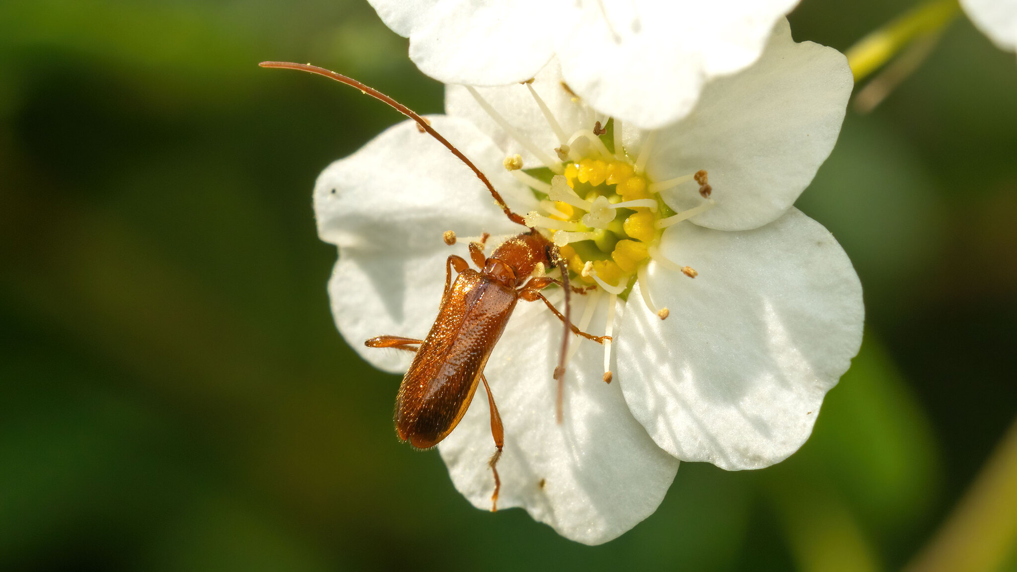 Cerambycidae Obrium brunneum