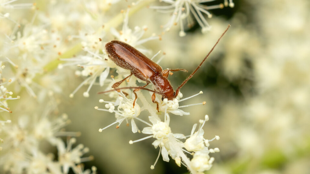 Cerambycidae Obrium brunneum