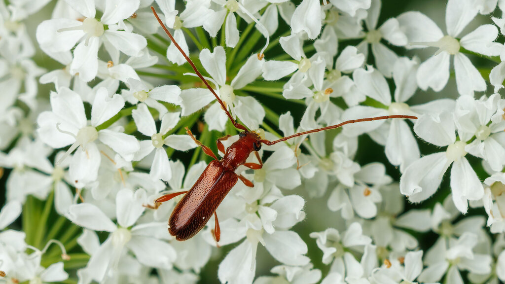 Cerambycidae Obrium brunneum