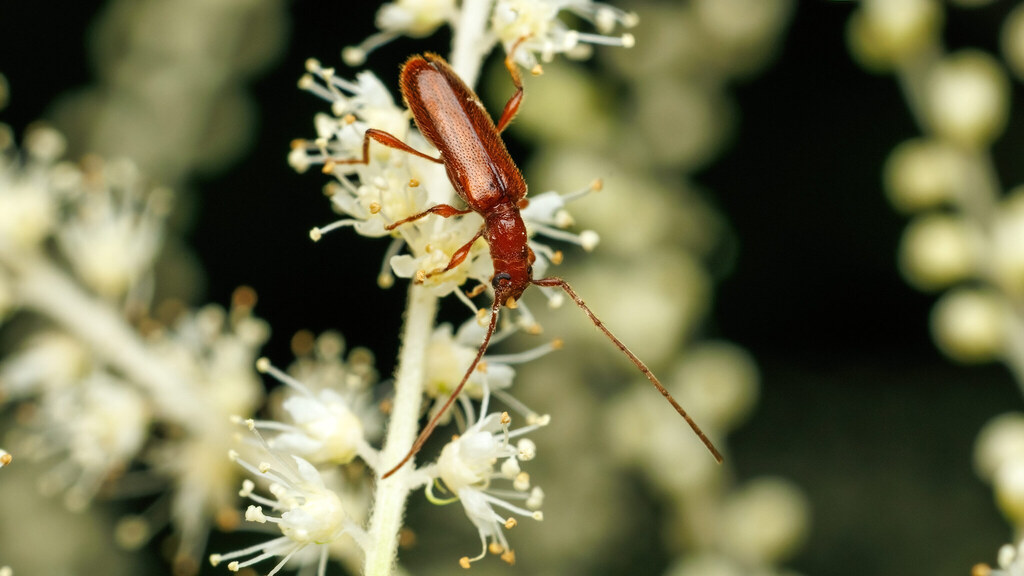 Cerambycidae Obrium brunneum