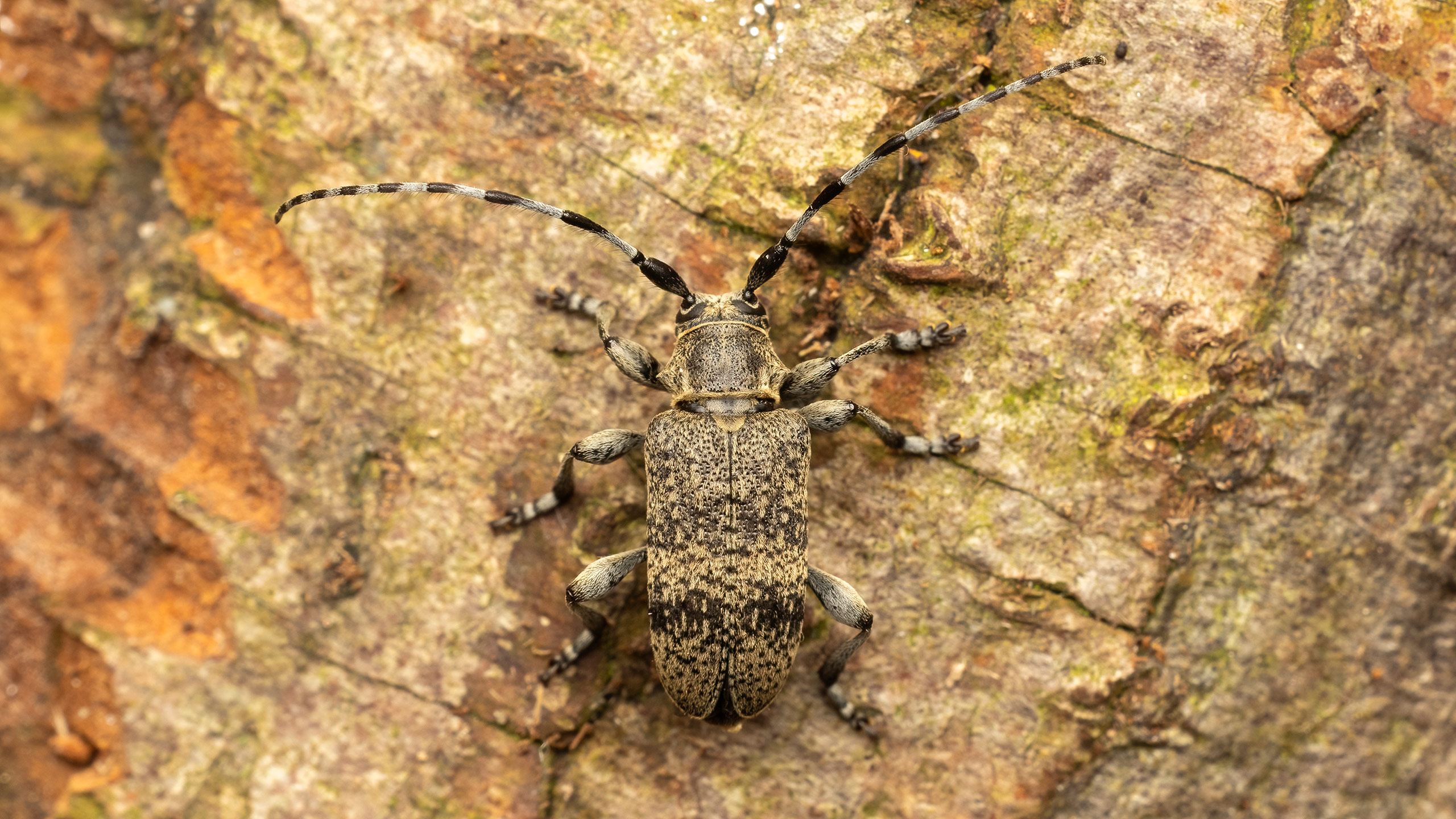 Cerambycidae Oplosia cinerea