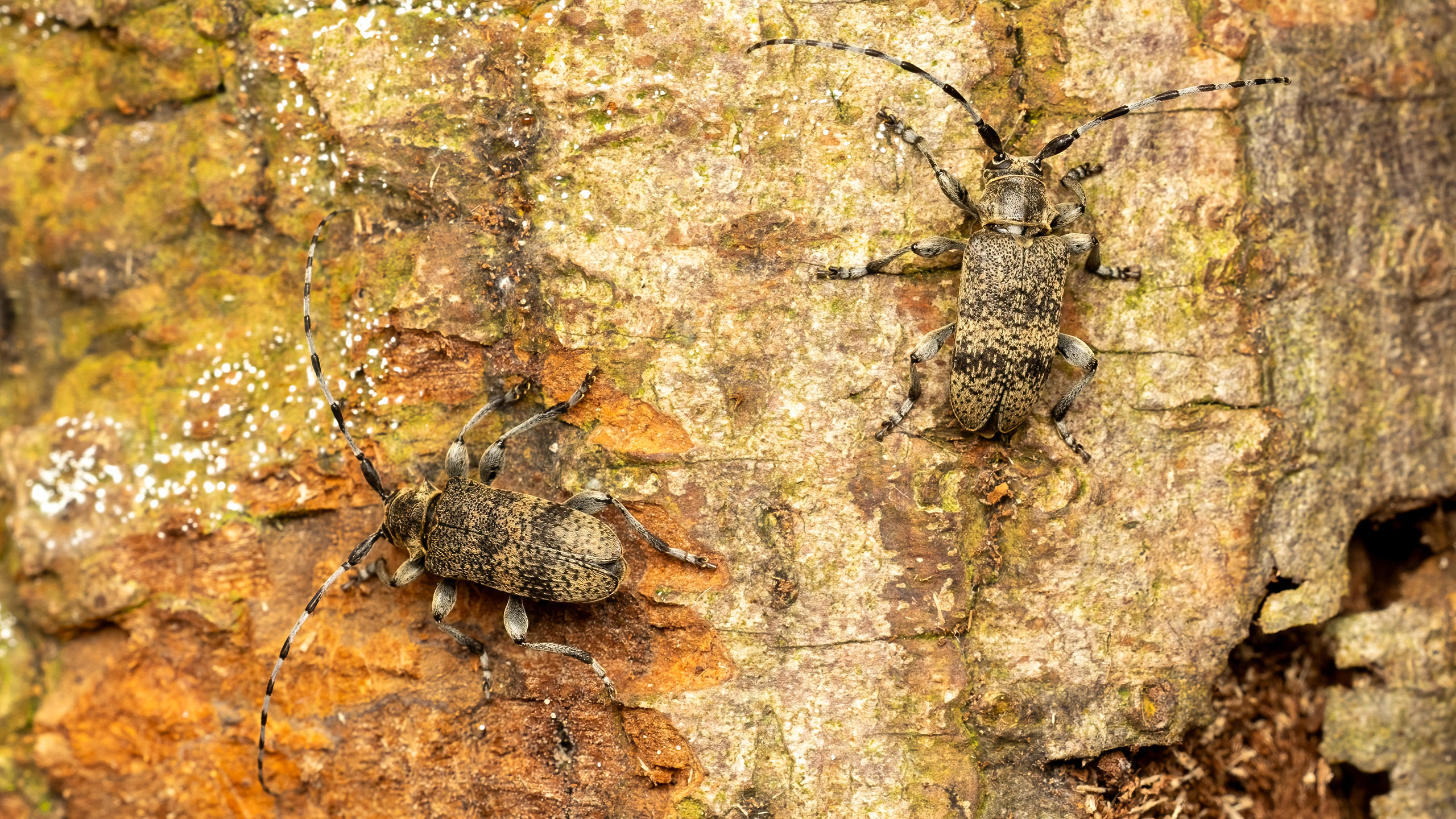 Cerambycidae Oplosia cinerea