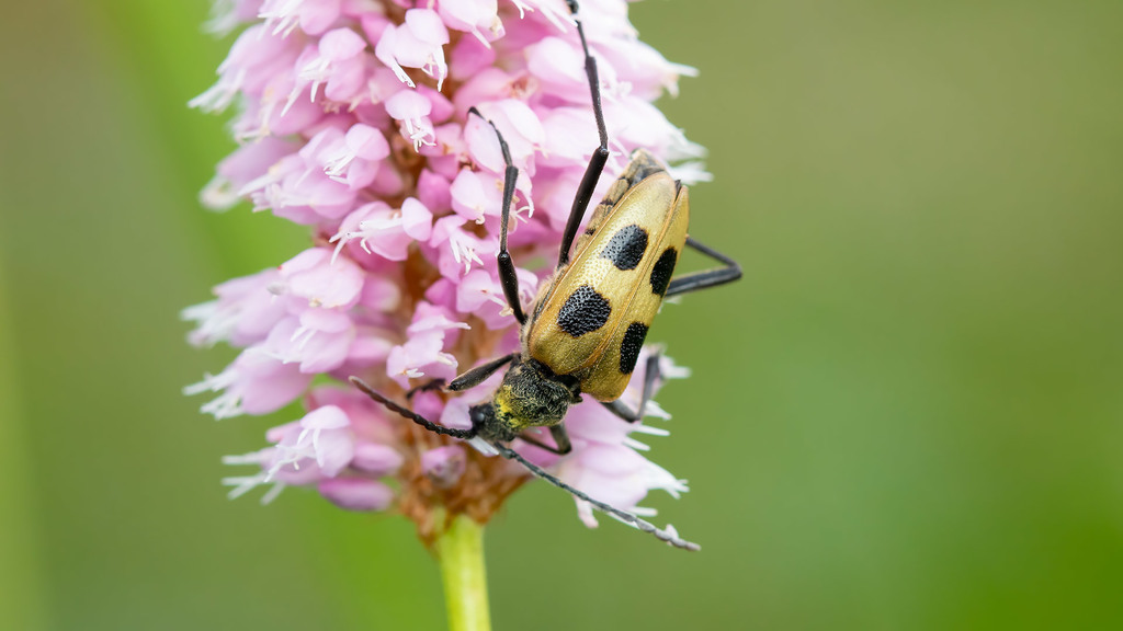 Cerambycidae Pachyta quadrimaculata