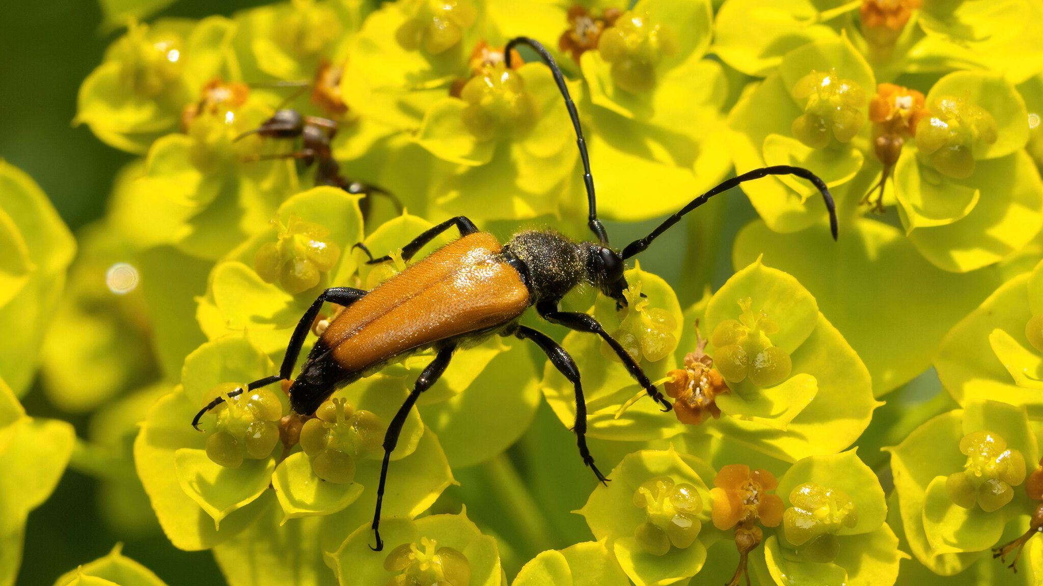 Cerambycidae Paracorymbia fulva