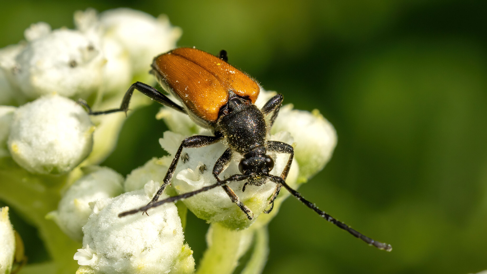 Cerambycidae Paracorymbia fulva