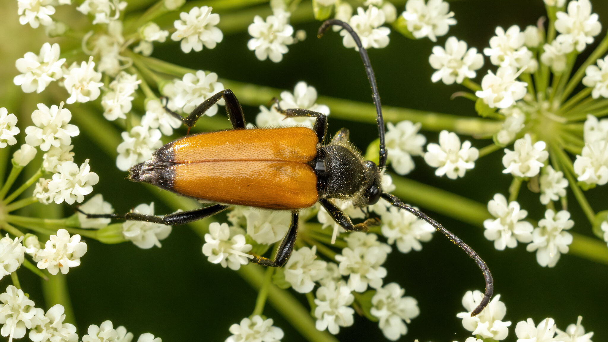 Cerambycidae Paracorymbia fulva