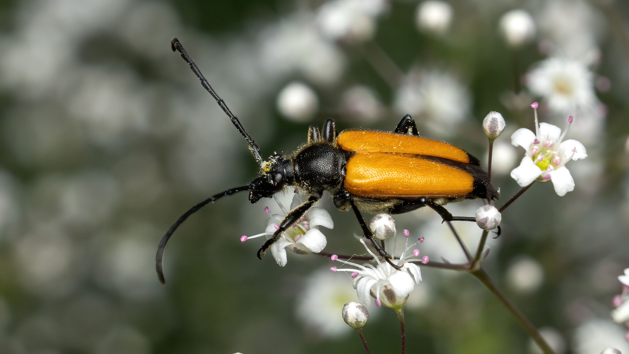 Cerambycidae Paracorymbia fulva
