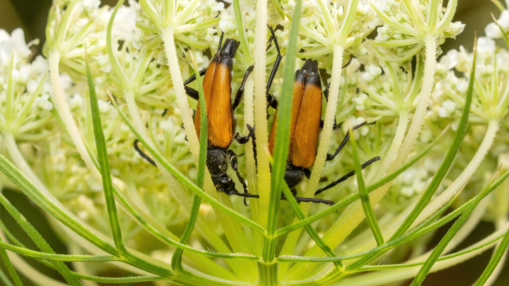 Cerambycidae Paracorymbia fulva