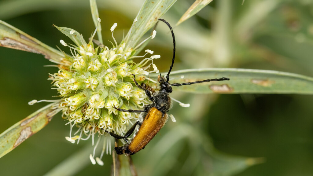 Cerambycidae Paracorymbia fulva