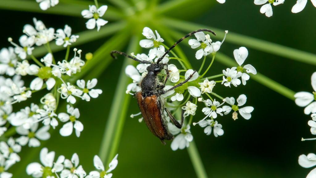 Cerambycidae Paracorymbia maculicornis