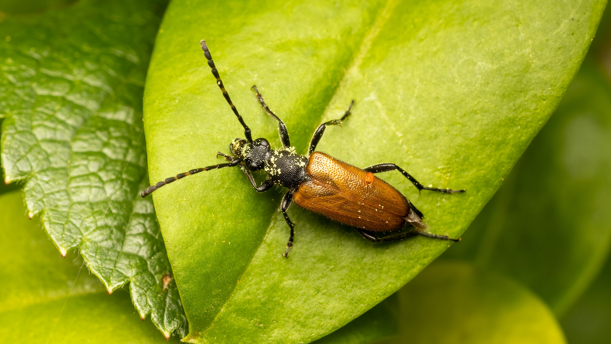 Cerambycidae Paracorymbia maculicornis