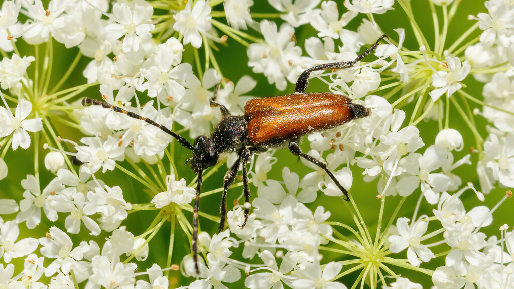Cerambycidae Paracorymbia maculicornis
