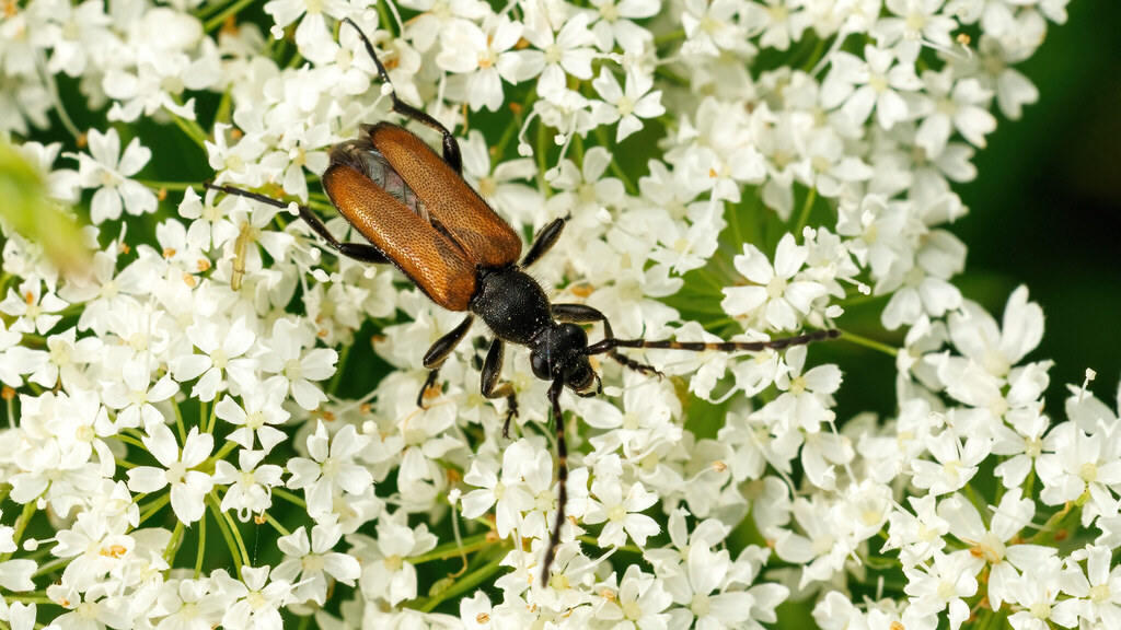 Cerambycidae Paracorymbia maculicornis