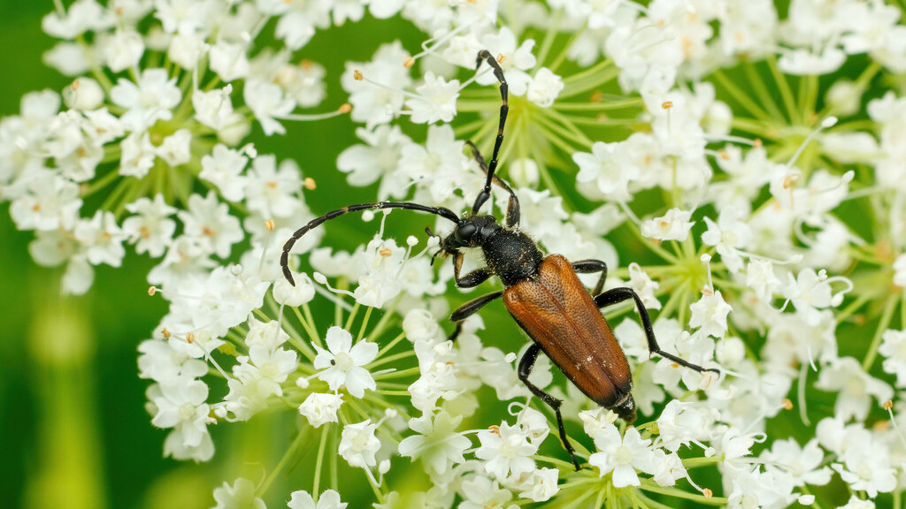 Cerambycidae Paracorymbia maculicornis