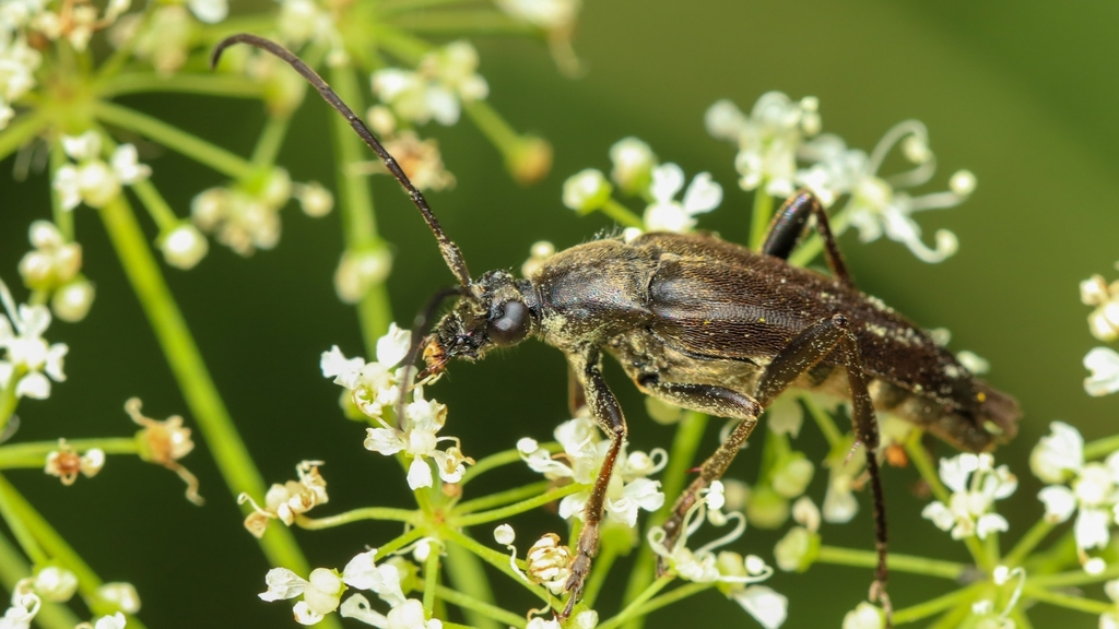 Cerambycidae Pedostrangalia pubescens