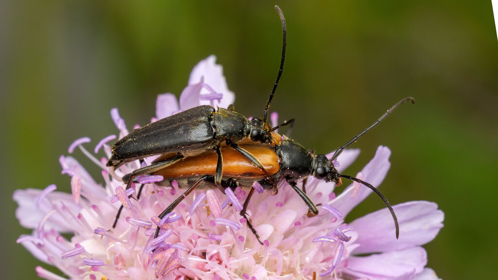Cerambycidae Pedostrangalia pubescens