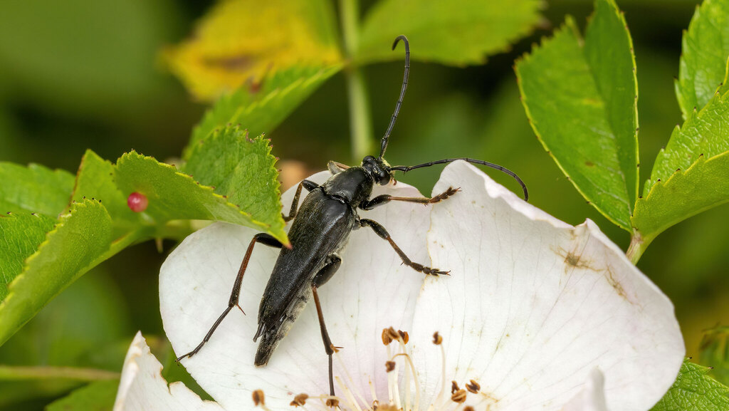 Cerambycidae Pedostrangalia pubescens