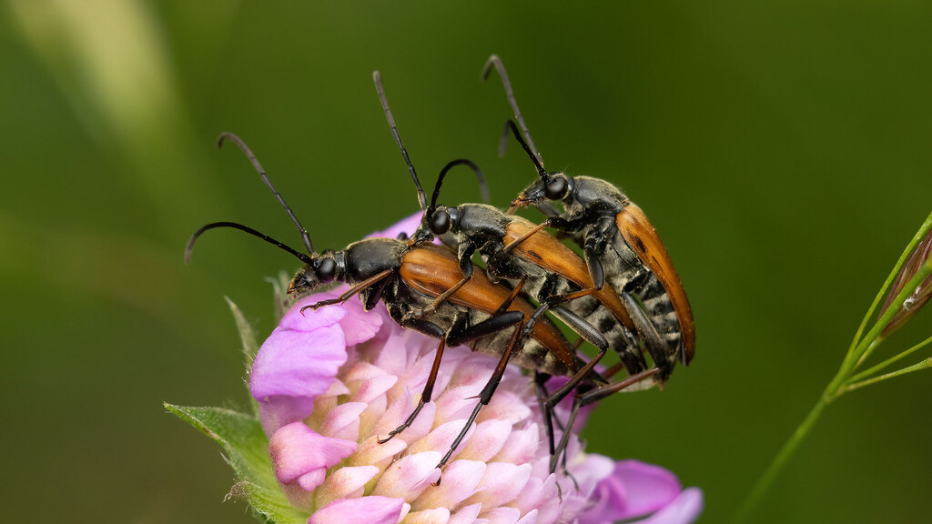 Cerambycidae Pedostrangalia pubescens