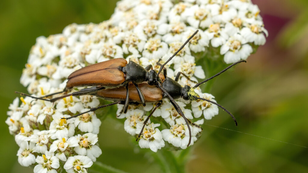 Cerambycidae Pedostrangalia pubescens