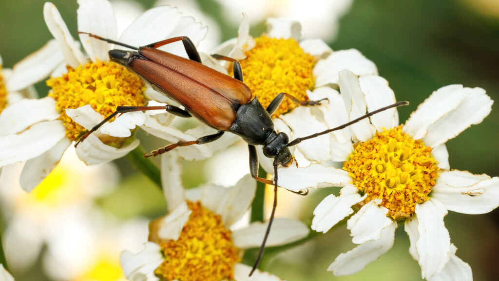 Cerambycidae Pedostrangalia pubescens