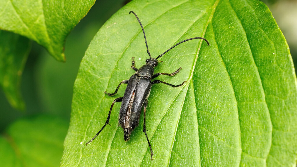 Cerambycidae Pedostrangalia pubescens