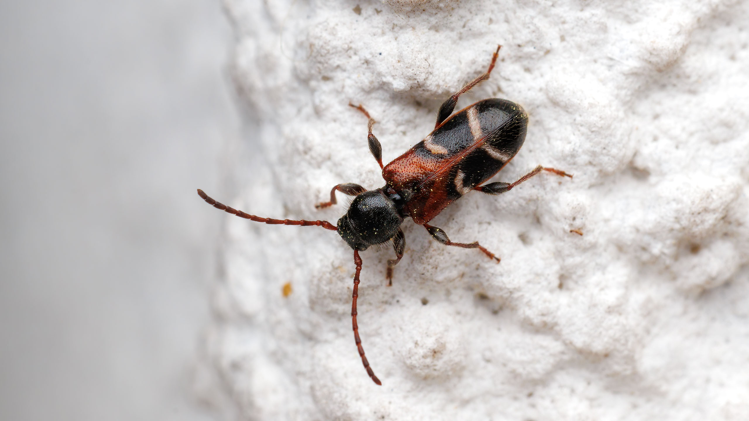 Cerambycidae Phymatodes alni