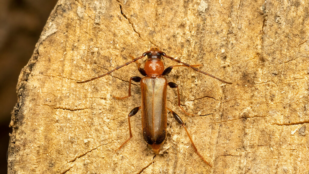 Cerambycidae Phymatodes testaceus