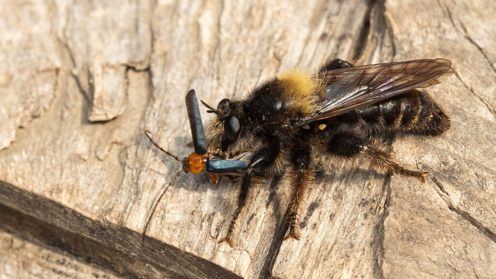 Cerambycidae Phymatodes testaceus