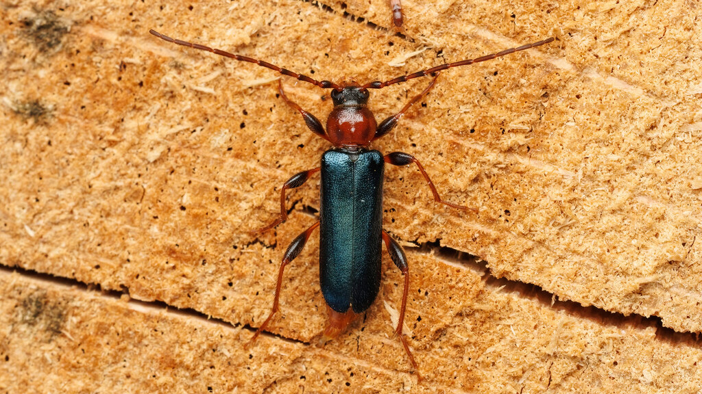 Cerambycidae Phymatodes testaceus