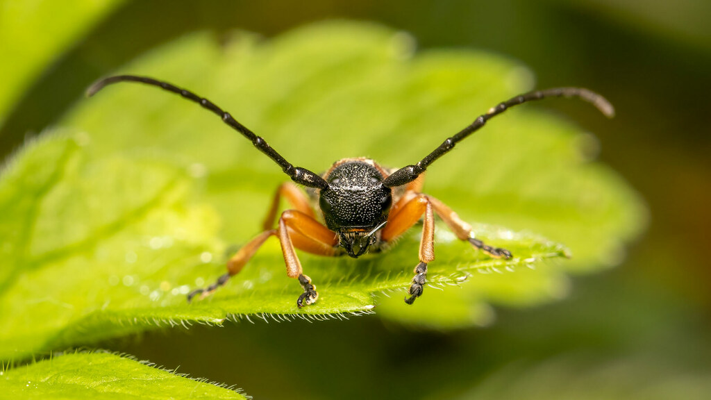 Cerambycidae Phytoecia affinis