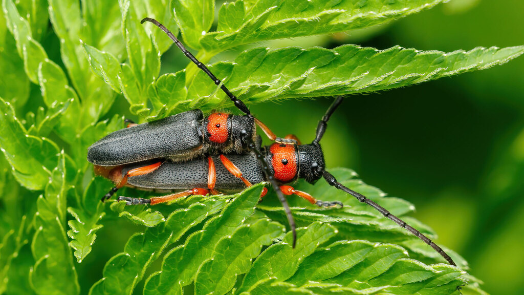 Cerambycidae Phytoecia affinis