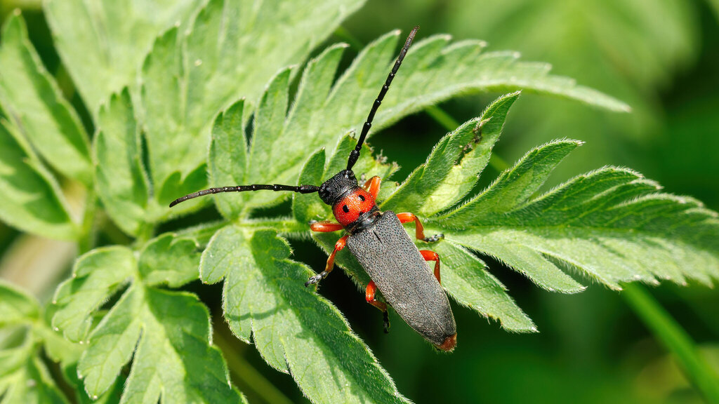 Cerambycidae Phytoecia affinis