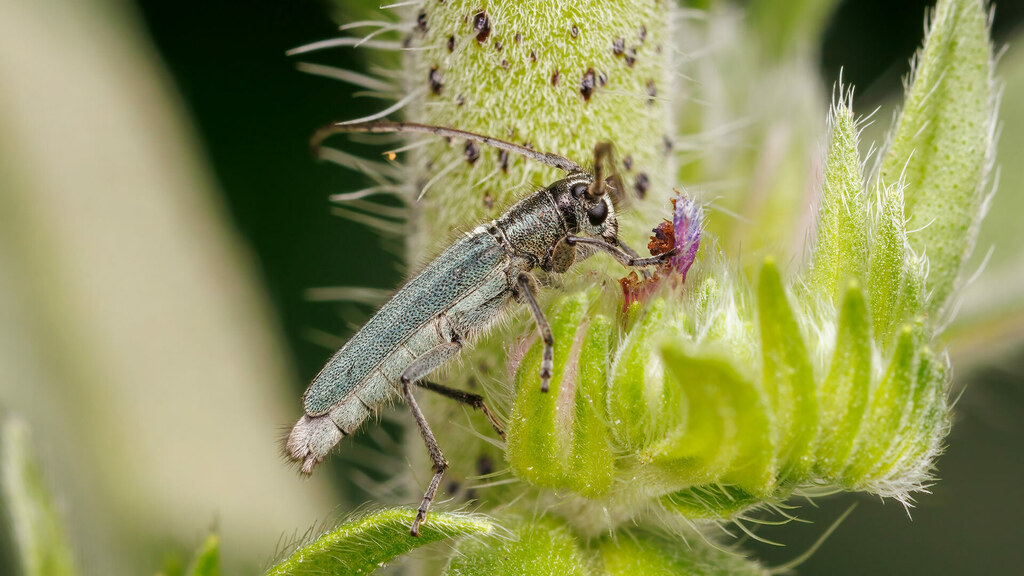 Cerambycidae Phytoecia caerulescens