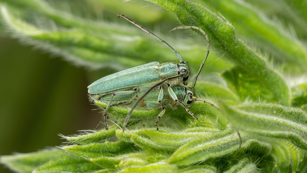 Cerambycidae Phytoecia caerulescens