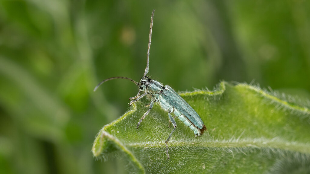 Cerambycidae Phytoecia caerulescens