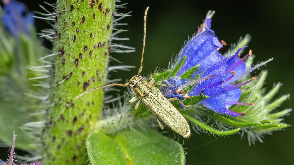 Cerambycidae Phytoecia caerulescens