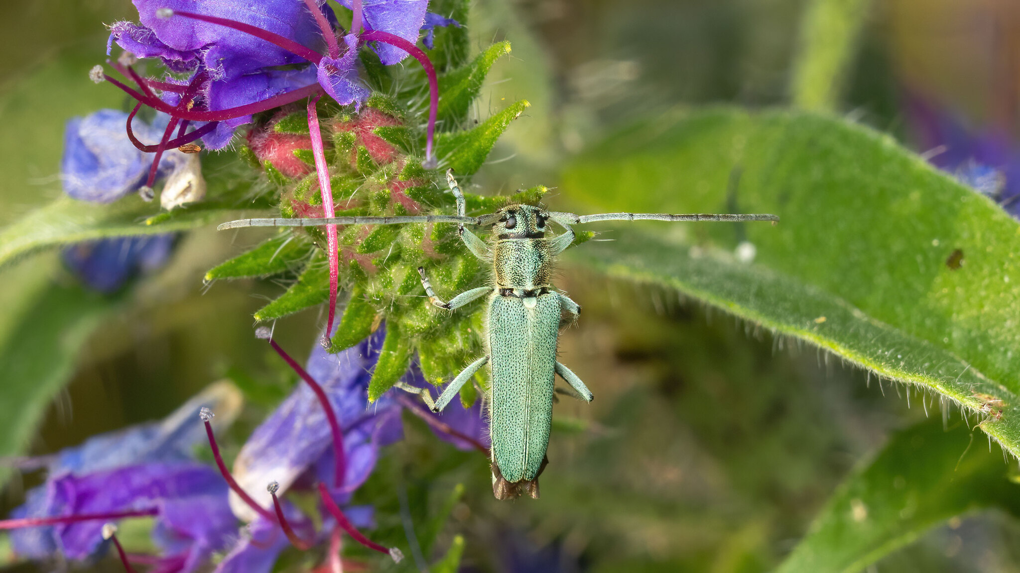 Cerambycidae Phytoecia caerulescens