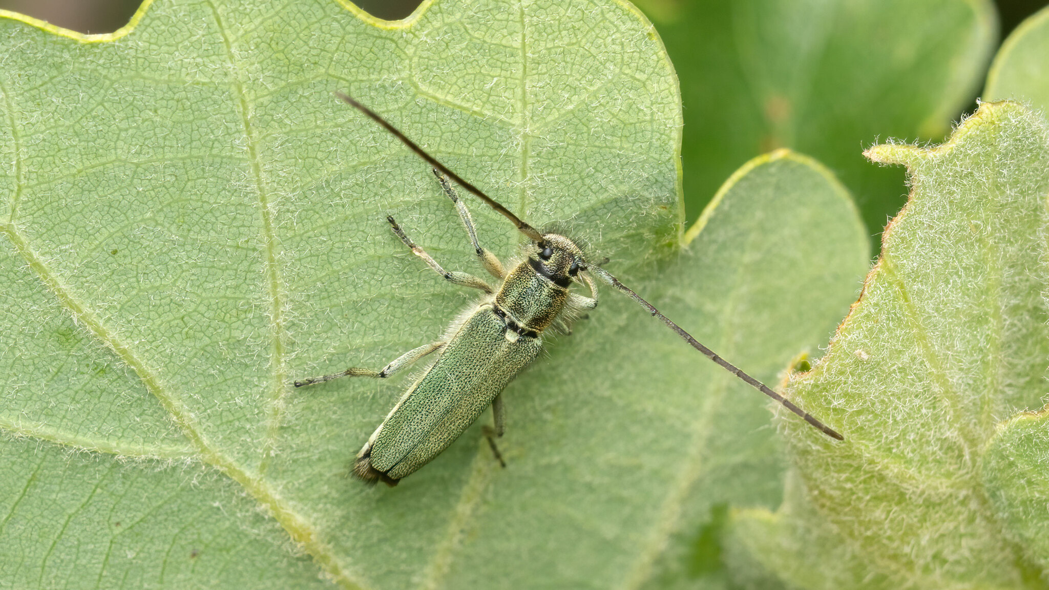 Cerambycidae Phytoecia caerulescens