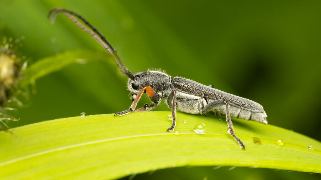 Cerambycidae Phytoecia cylindrica