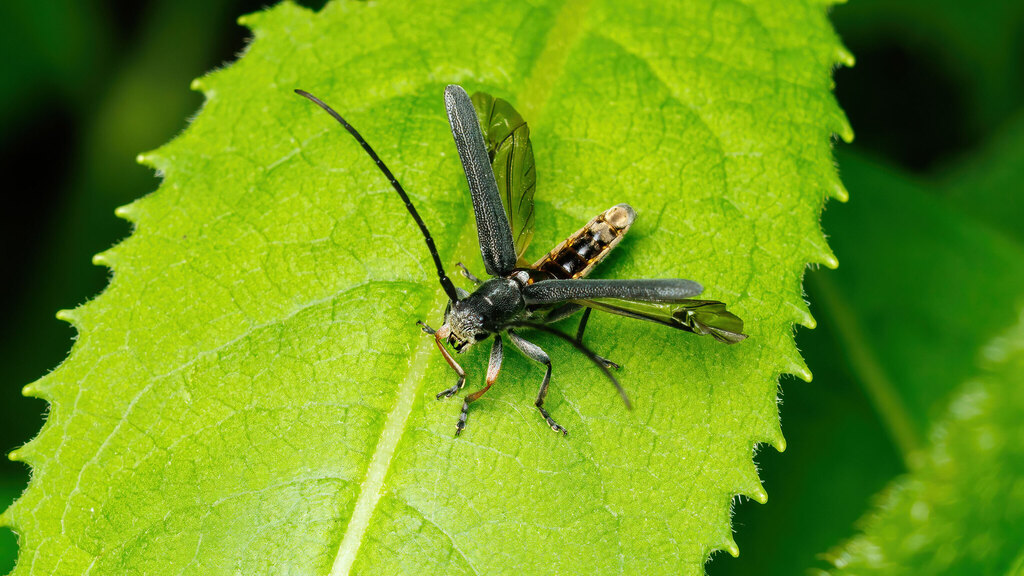 Cerambycidae Phytoecia cylindrica