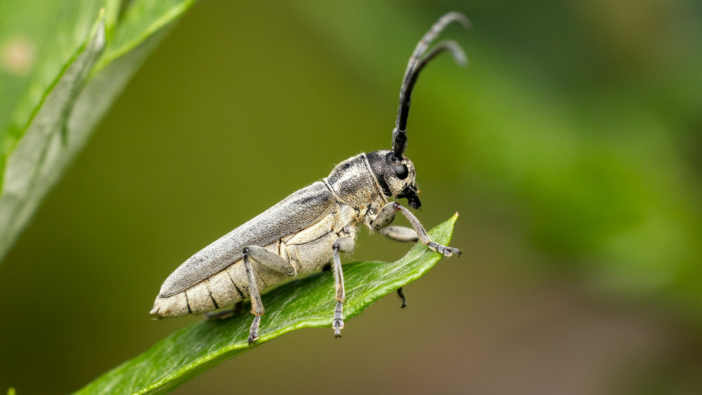 Cerambycidae Phytoecia nigricornis