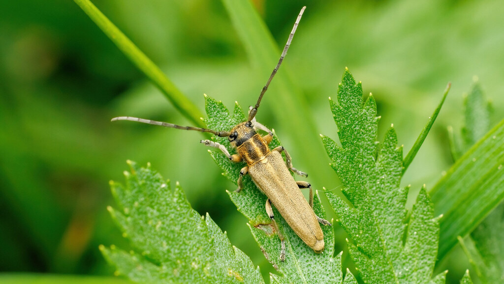 Cerambycidae Phytoecia nigricornis
